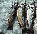 Brown trout Fly Fishing on runnig waters:   width=