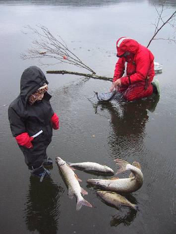 Pike Net Fishing on Lakes:   width=