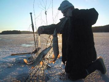 Pike Net Fishing on Lakes:   width=