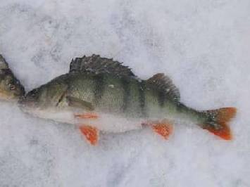 Perch Ice fishing on Lakes 