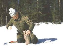 Rainbow trout Ice fishing on Lakes:   width=
