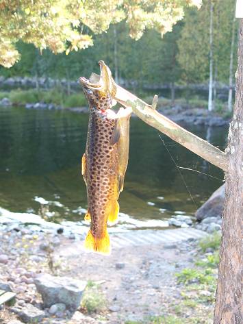Brown trout Spinning on runnig waters: Puolakankoski Rapids  width=