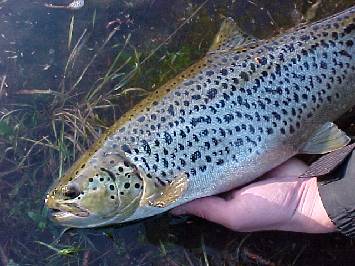 Brown trout Fly Fishing on runnig waters:   width=