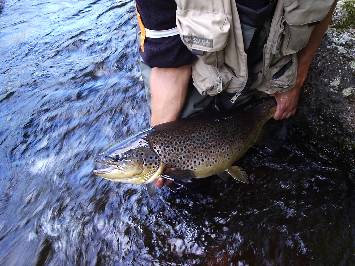 Brown trout Fly Fishing on runnig waters: Huopanankoski Rapids  width=
