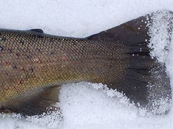 Brown trout Fly Fishing on runnig waters: Huopanankoski Rapids  width=