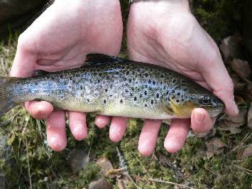 Brown trout Fly Fishing on runnig waters: K�nkk�joki Rapids  width=