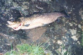 Brown trout Spinning on runnig waters:   width=