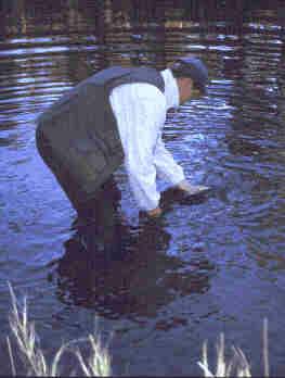 Brown trout Spinning on runnig waters: Kuusinkijoki Rapids (Brown trout 2,0 kg)  width=