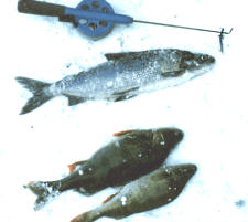 Perch Ice fishing on Lakes: Lake Päijänne  width=