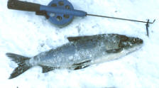 Whitefish Ice fishing on Lakes 