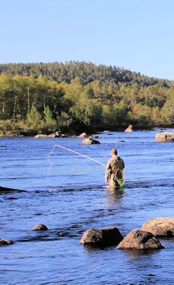 Picture of Fly fishing is popular on rapids in Finland. Brown trout and grayling are usually fished on rapids. 

Light fly fishing tackles are enough on rapids. Wadding boots are enough on small rapids and on big rapids you need wadding trousers and even a boat.

Dry fly fishing is popular on rapids. A fish which has been seen should be approached from below and the cast is directed above the fish so that the fly floats over the fish. If no fish can be seen, the fly must be floated over the probable lodges.

Wet fly fishing is effective with sedge fly pupas on rapids in Central Finland. It is important to sink the pupa as near the bottom as possible. The biggest brown trout and rainbow trout are often caught with streamers. The fry imitation is usually dragged on the surface or floated near the bottom.