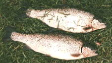 Picture of finnish rainbow-trout-in-finland fishing