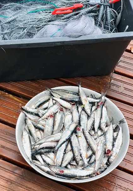 Picture of finnish vendace-in-finland fishing