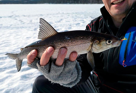 Picture of finnish whitefish-in-finland fishing